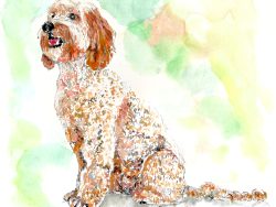 Charlie the Cockapoo