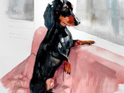 Saffron the Dachshund