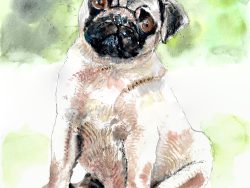 Percy Pug